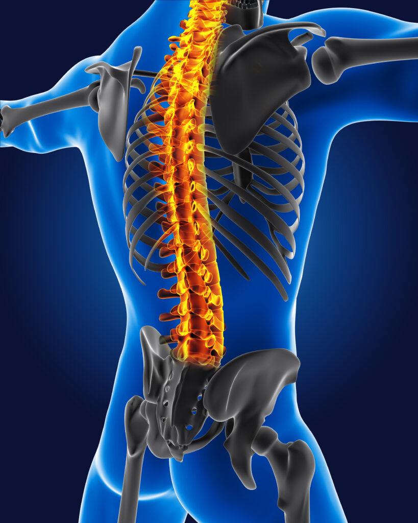 Joint & Spine