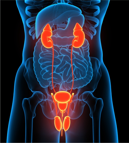 Urology