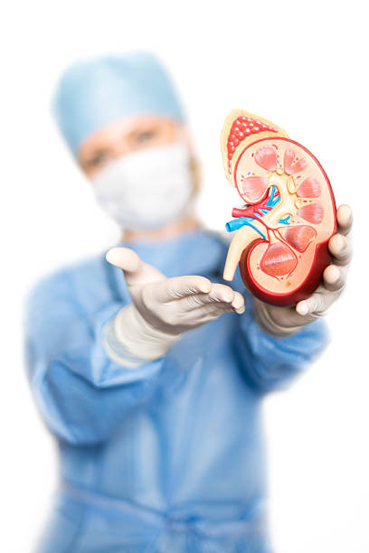 Kidney Specialist Explaining Renal Anatomy